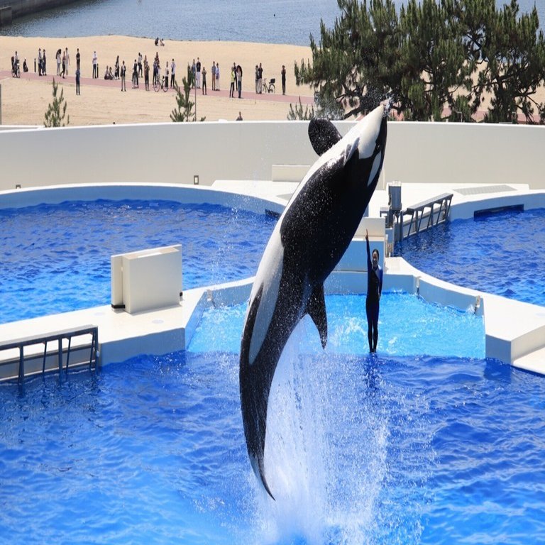 希少】神戸市立須磨海浜水族園 「水族館」から「水族園
