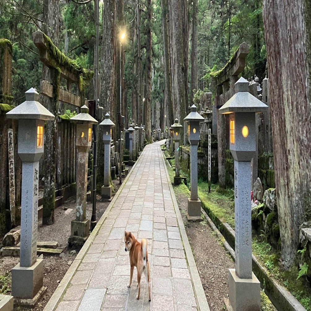 夕方の参道｜高野山法徳堂/空海と高野山の魅力を独自の視点で伝えてい