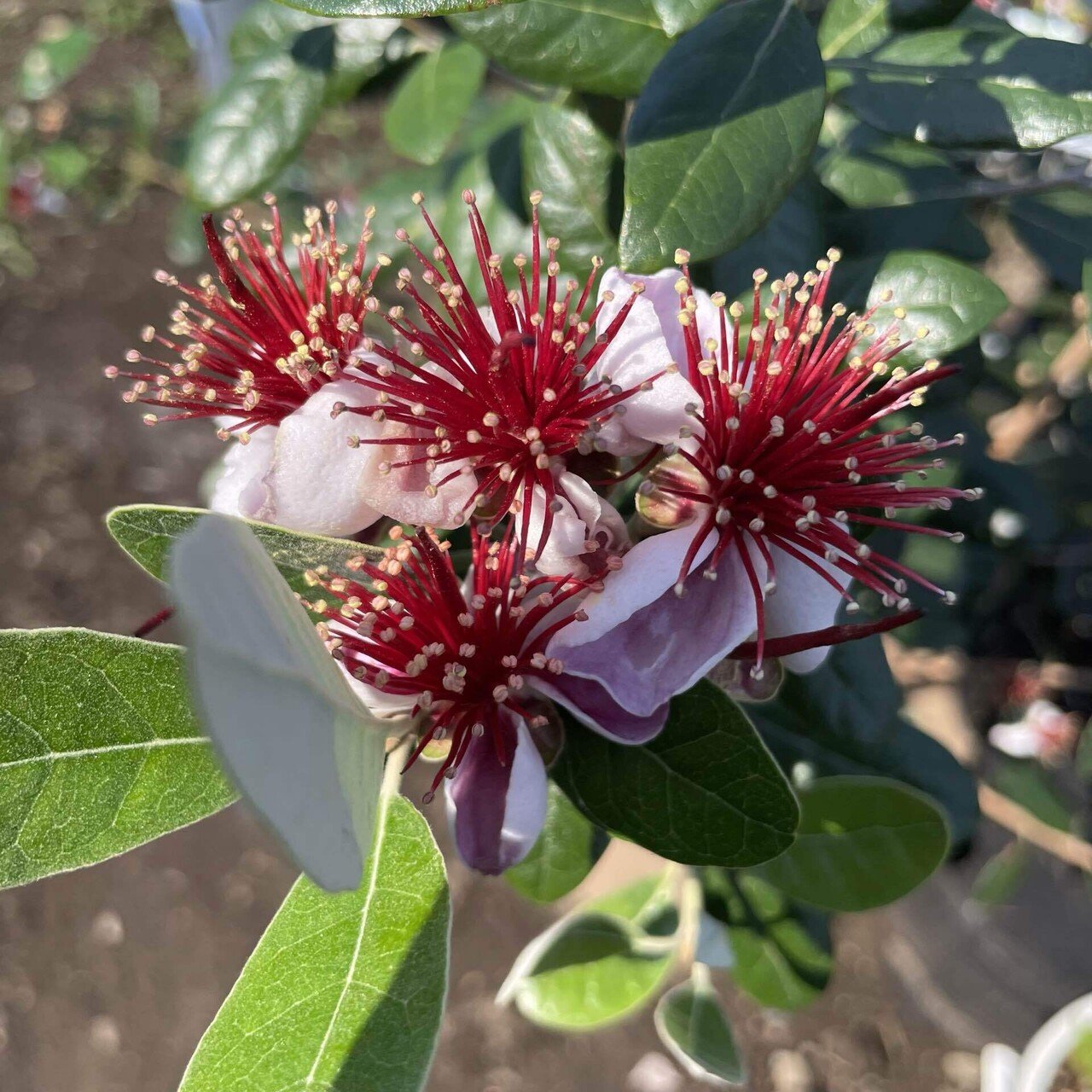 花も食べられる？美しいスーパーフード フェイジョア｜Happy☆Smile