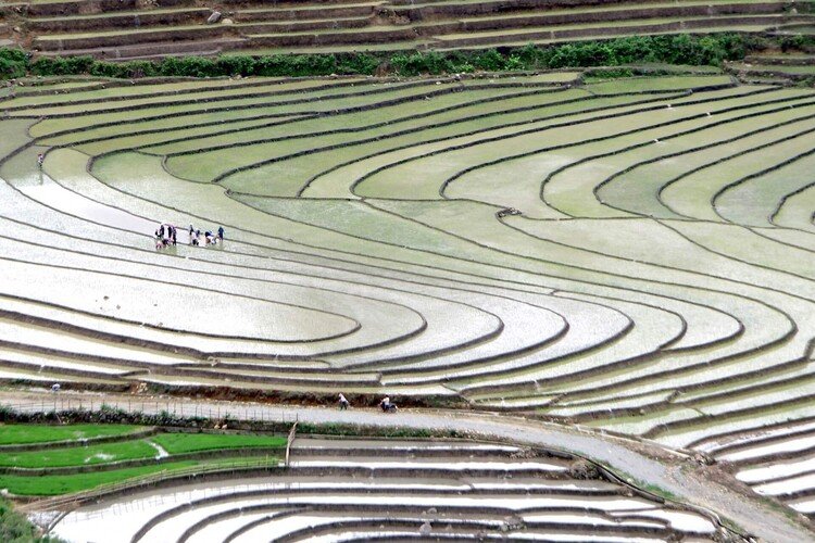 ベトナムの美しすぎる棚田を巡りました。家族、集落総出での田植え仕事。美しいかつて日本でも見られた景色を堪能しました。