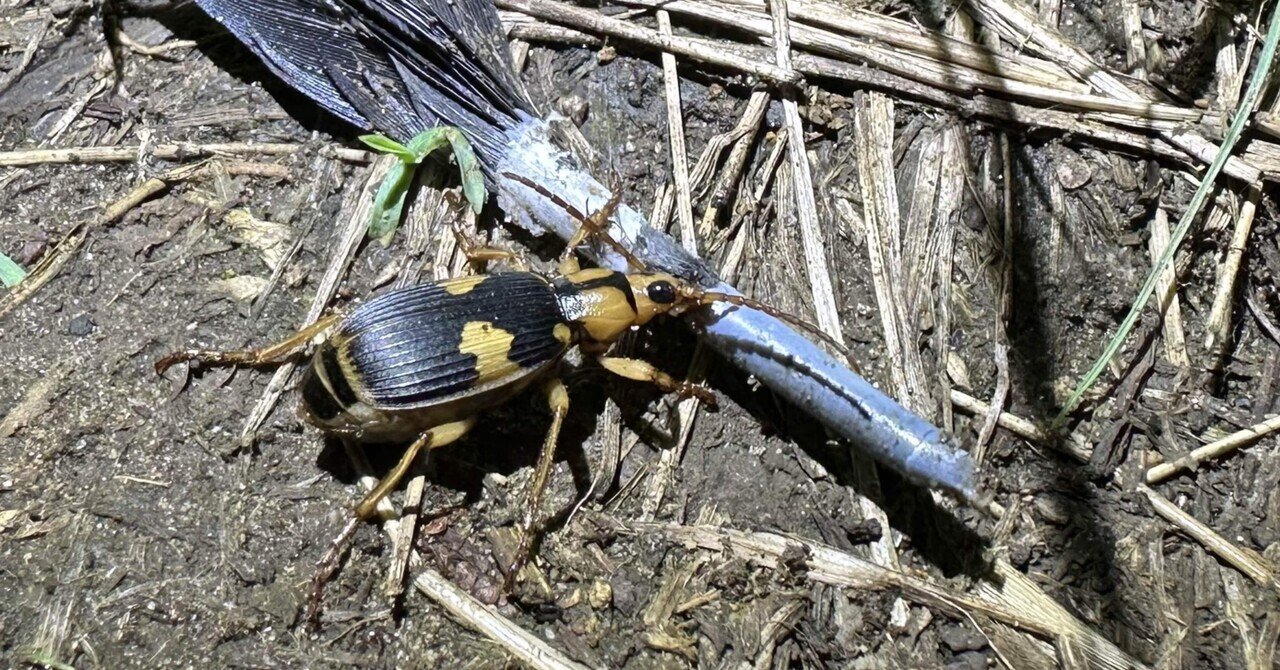 カラスの羽根を食べるミイデラゴミムシ｜トモロウ