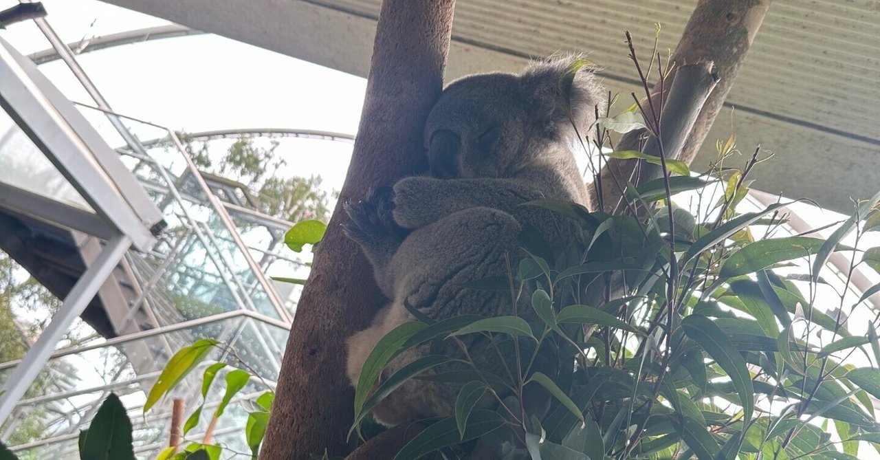 2024年GW海外旅行【オーストラリア🇳🇿シドニー】 6Days滞在記