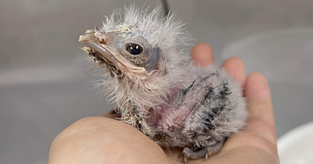 ガマグチヨタカ成長記録 前編｜那須どうぶつ王国公式note