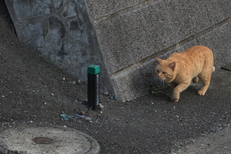 Stray cat 129  #cat #ねこ #ネコ #猫