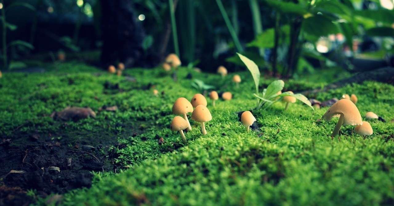 本物の夢診断 夢テーマ キノコ 本物の心理テスト Note版 Note