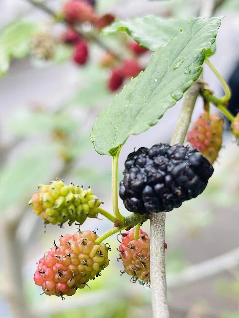 桑の実の食べ方と効能、桑の葉のお茶について|sana