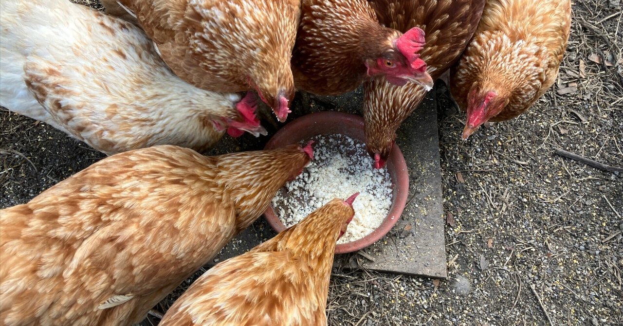 くず米 24kg 青米 小米 肥料 鳥の餌 飼料米 玄米 安い 小動物