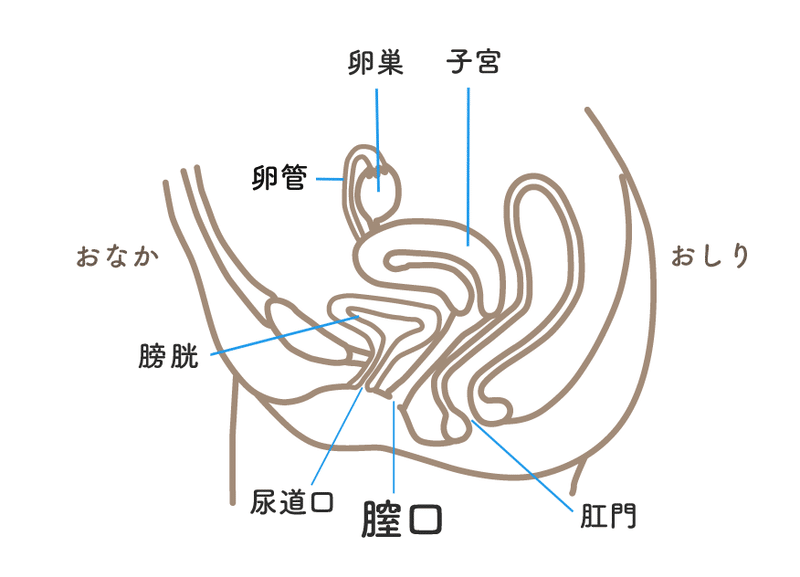 タンポンnavi タンポンってどんなもの Nobagforme Project Note タンポンnavi タンポンってどんなもの Nobagforme Project Note