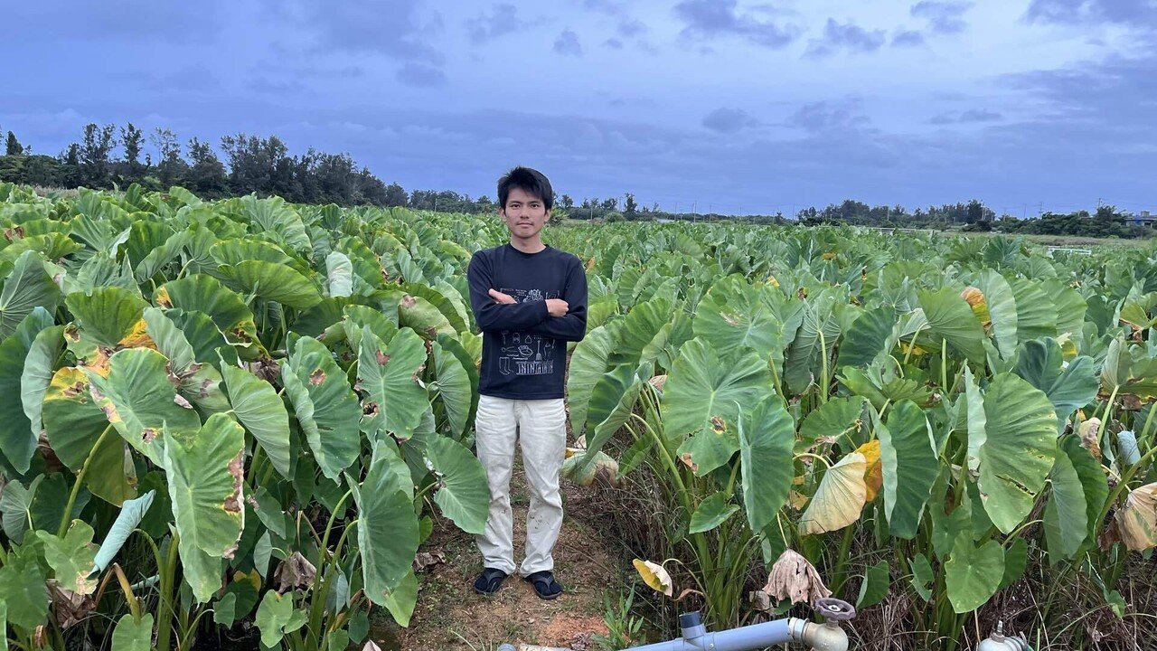 田芋に化けてるタロイモ｜田芋農家の嫁
