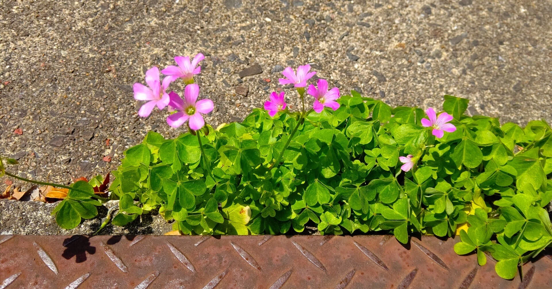 花 ムラサキ カタバミ