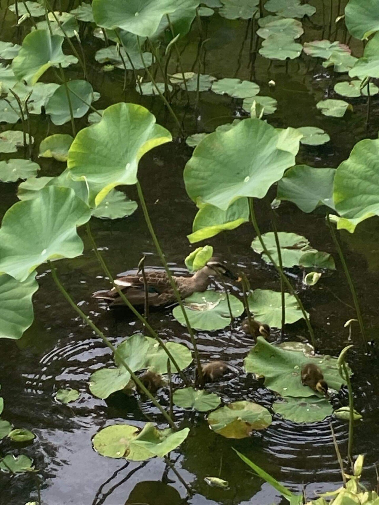 カルガモ親子を描きました｜優風香(Yuuka)