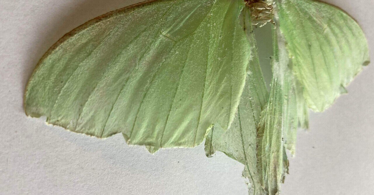 生きものつづき 