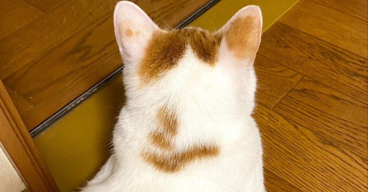 首の後ろに達筆なカタカナ文字がある茶白猫のつくねちゃん、13万人が