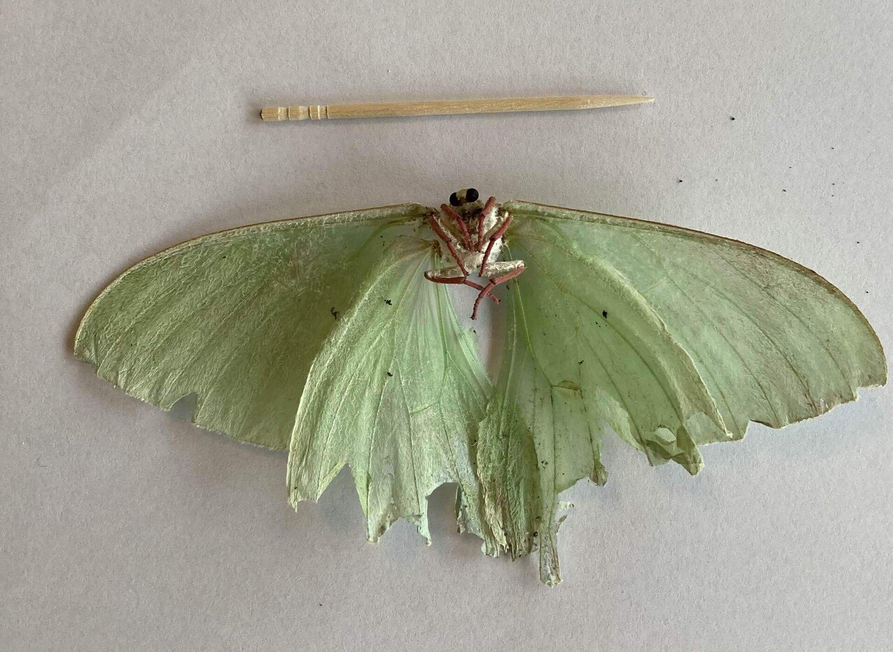 生きものつづき 