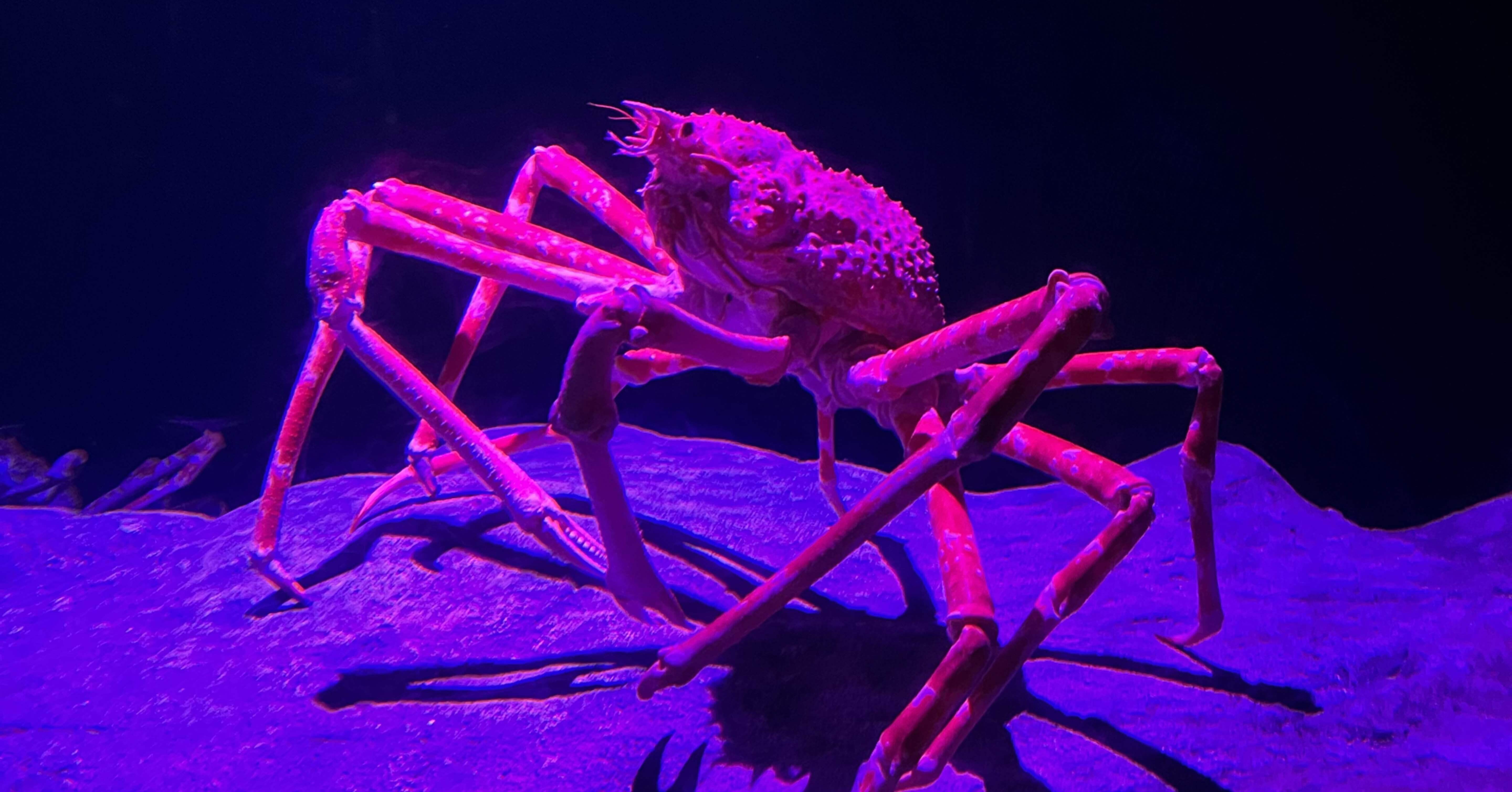 小受25秋 考査対策】お父さんの為の面接対策（東洋英和女学院