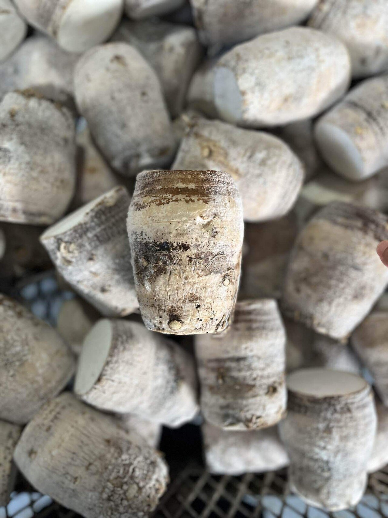 田芋に化けてるタロイモ｜田芋農家の嫁