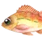 めばる
