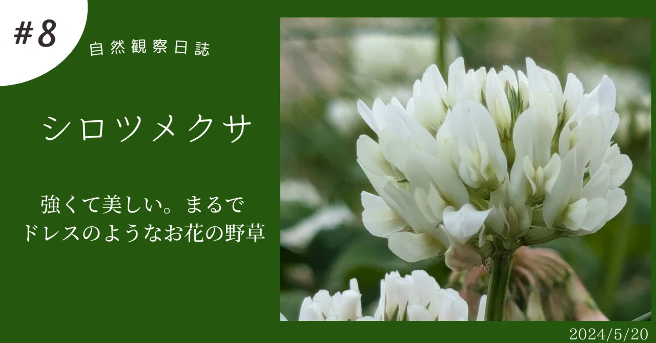 シロツメクサ 強くて美しい。まるでドレスのようなお花の野草｜ぜん