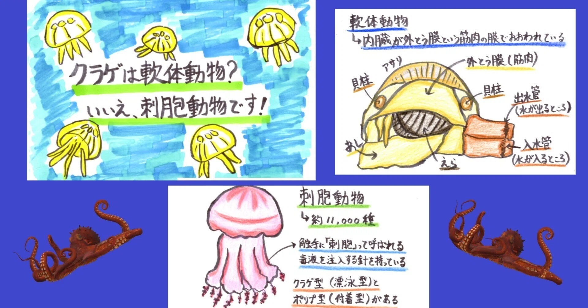 クラゲ 軟体 動物