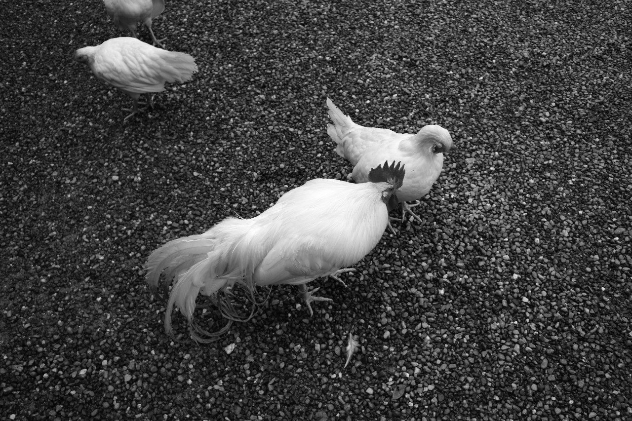 冷めてるのは悪いことじゃない ふみぐら社 Yunde Ippei Note