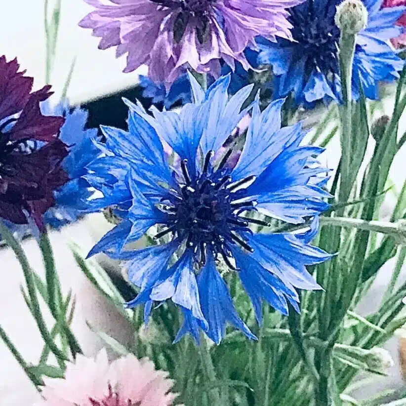 藤花スイ