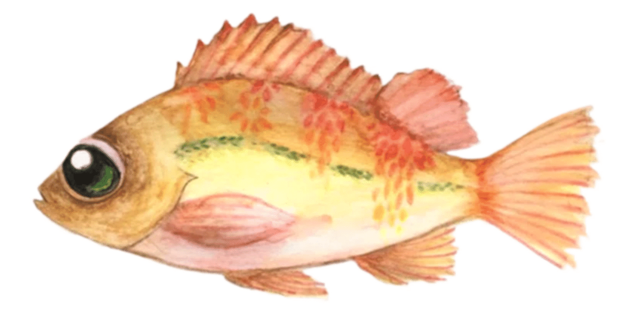 めばるさんのめばるちゃん｜popo