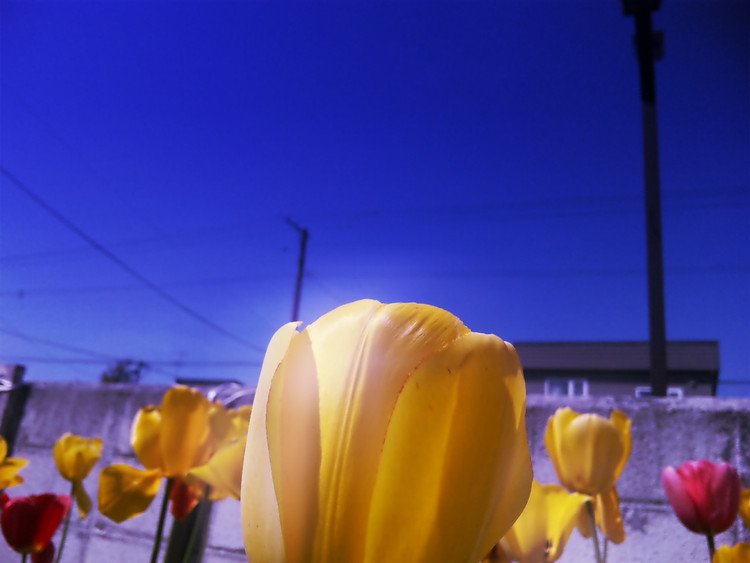 がきえさんの企画『みんなでつくる #俳句ソング　』の｢春や桜にまつわる写真もしくはイラスト｣募集に参加しまっすヽ(=´▽`=)ﾉ