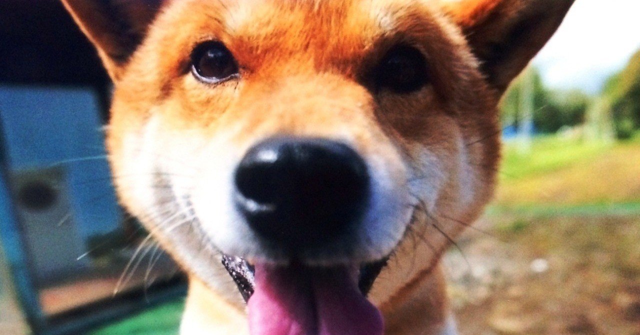 プレイバック 業務日誌 動物編 Hbcラジオ 山根あゆみのラジオ業務日誌 Note プレイバック 業務日誌 動物編 Hbcラジオ 山根あゆみのラジオ業務日誌 Note