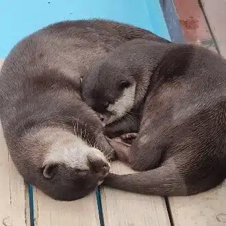 ころりん
