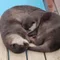 ころりん
