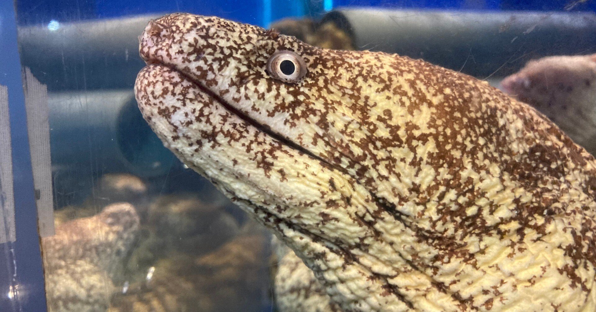 【ぐぅたらウツボ】 ウツボ《展示動物解説》｜桂浜水族館 公式