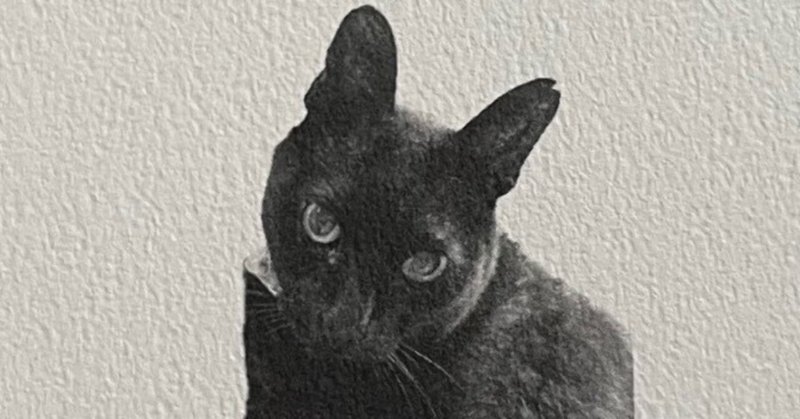 写真撮影が大好き白黒タンブラー