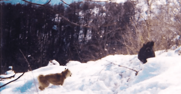 3129 外国切手 旧ソ連 1988年 狩猟犬 4種2組 3129 外国切手 旧ソ連 1988年 狩猟犬 4種2組 - メルカリ