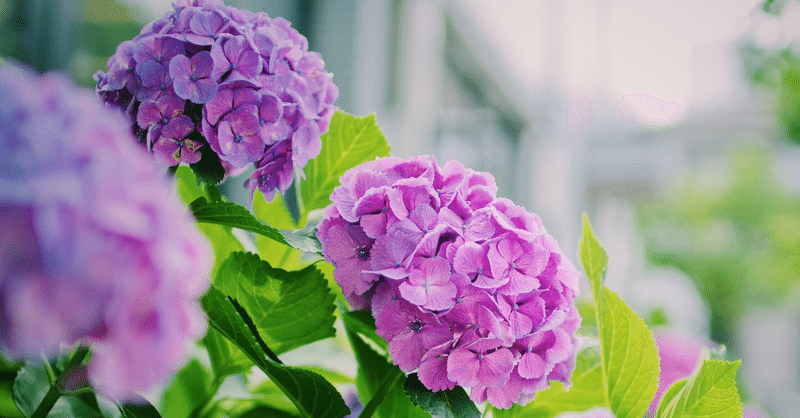 【小説】紫陽花の道