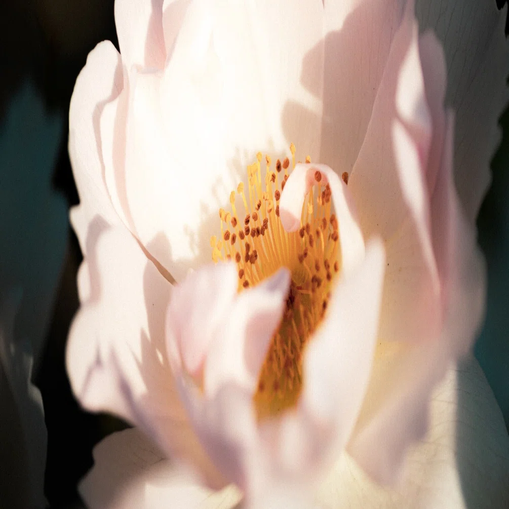 Photo Diary #2 -LEICA DG MACRO-ELMARIT 45/F2.8-｜唯野みりん