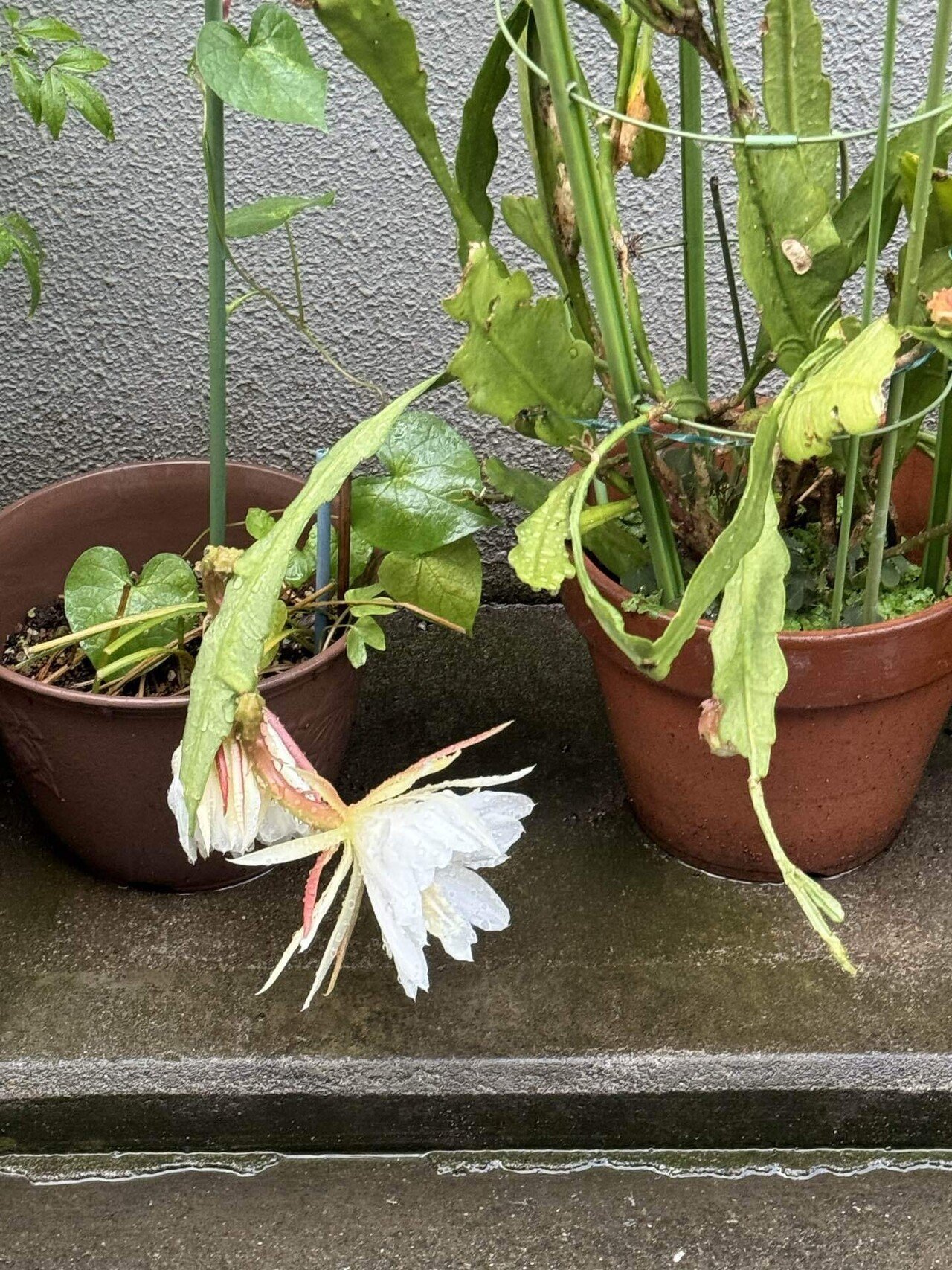 ハ*コ様 かぼちゃの花 Amazon.co.jp: かぼちゃの花: ミュージック