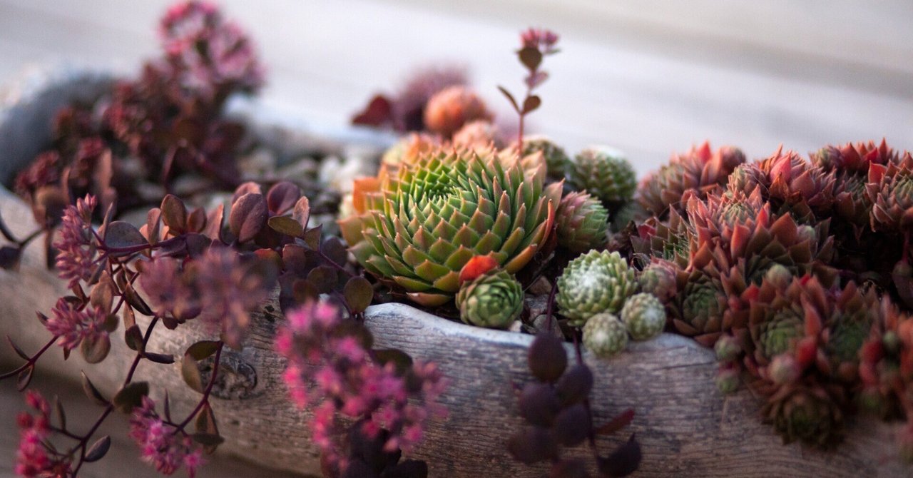 更に値下げ中天然石鉢・寄せ植え鉢・水鉢・一輪挿し鉢・多肉植物鉢・オブジェ・置物 多肉寄せ植え 軽石鉢 | CAINZ DIY Square