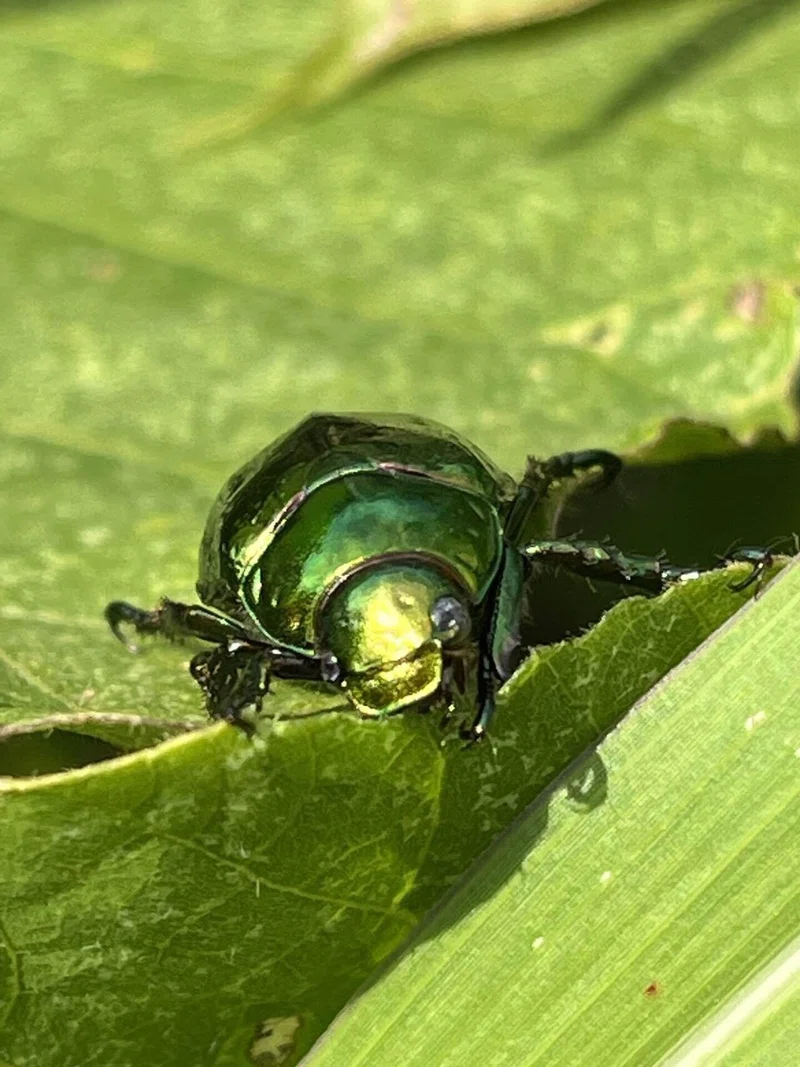 カナブン 甲虫 水彩画 無き