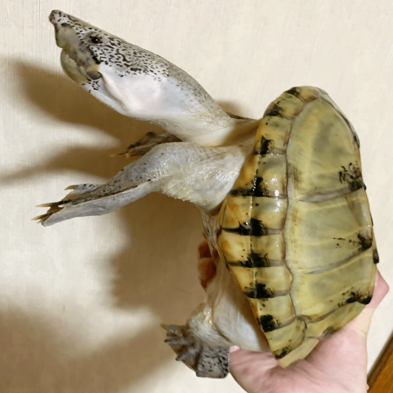 良いカメの正体｜R