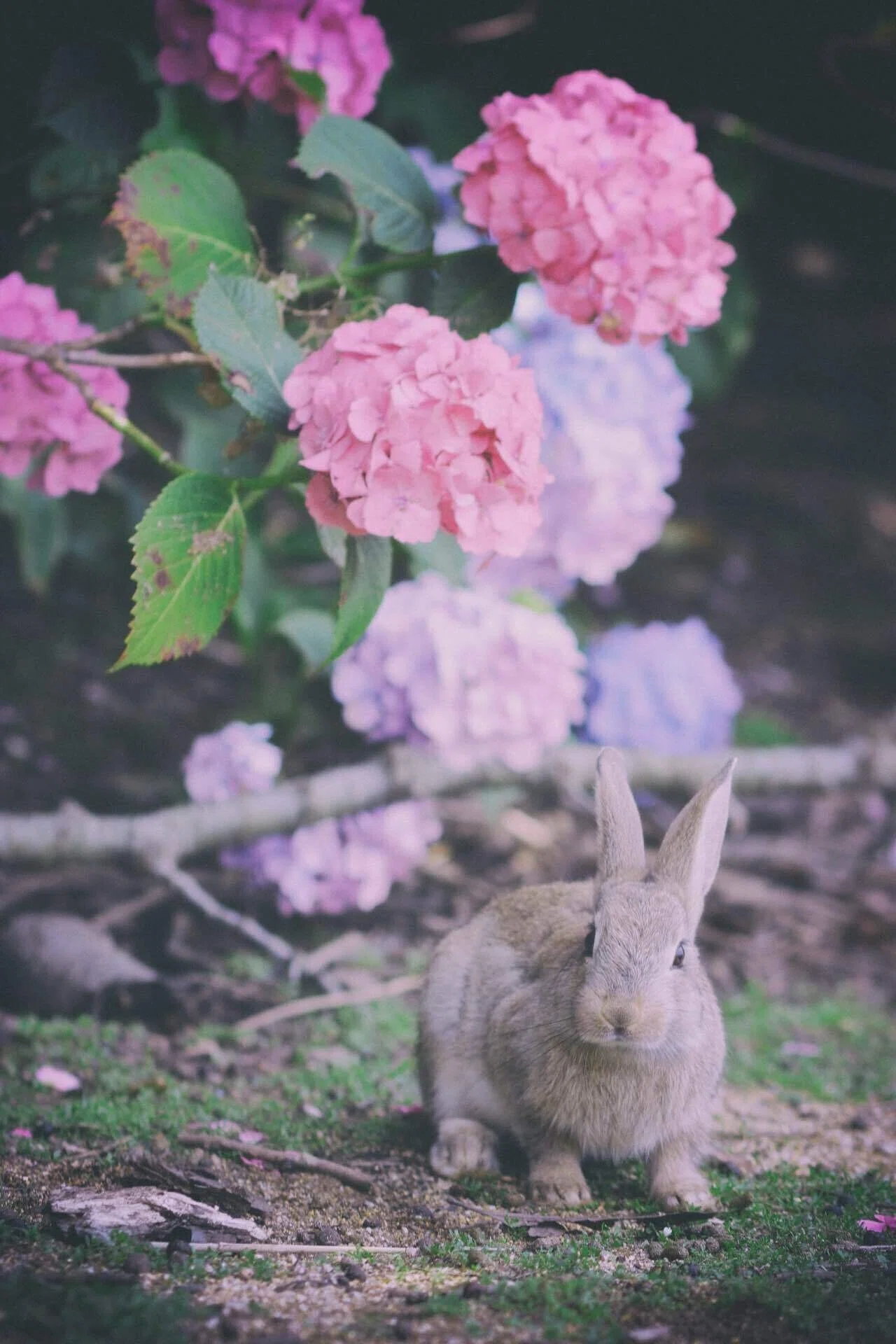 No.004 : 紫陽花とうさぎとの意外な繋がり｜Satomi Nakamura