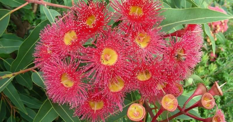 オーストラリアの植物 の新着タグ記事一覧 Note つくる つながる とどける