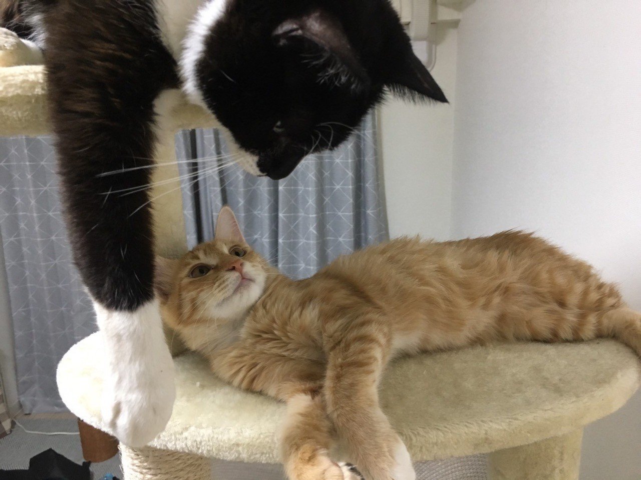 朝から電車みて泣くなんて アホでしょ バカでしょ ドラえもんでしょ 泥棒猫 Note