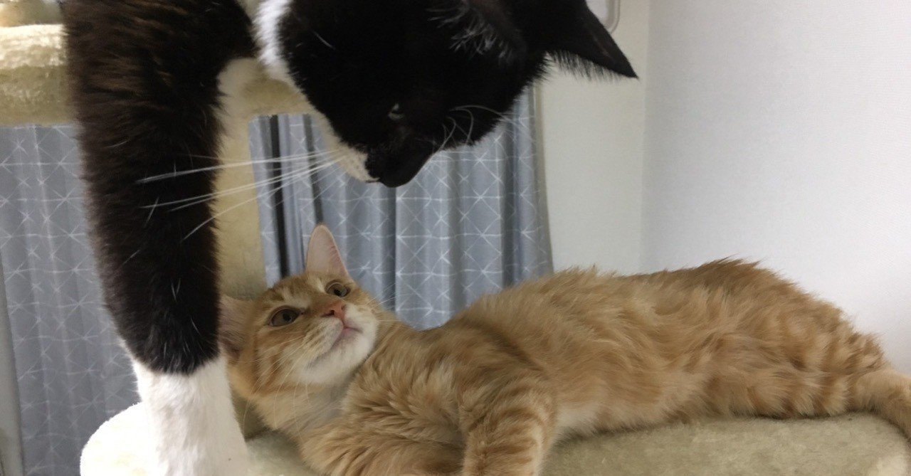 朝から電車みて泣くなんて アホでしょ バカでしょ ドラえもんでしょ 泥棒猫 note