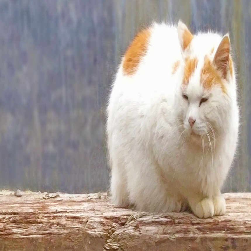 野良猫にご飯をあげるべき？, image size:1641x859