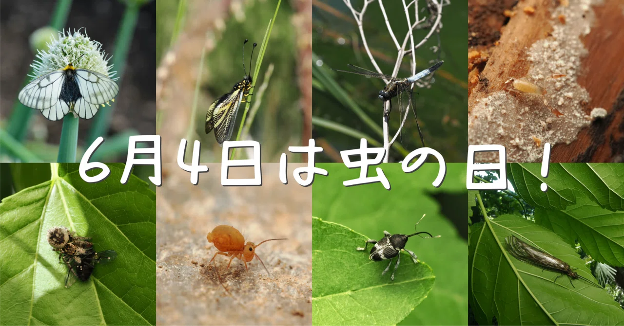 #15 It's Bug Day, so let's talk about bugs｜ブリコラ【帝京科学大学 東京西キャンパス 学内ミュージアム】