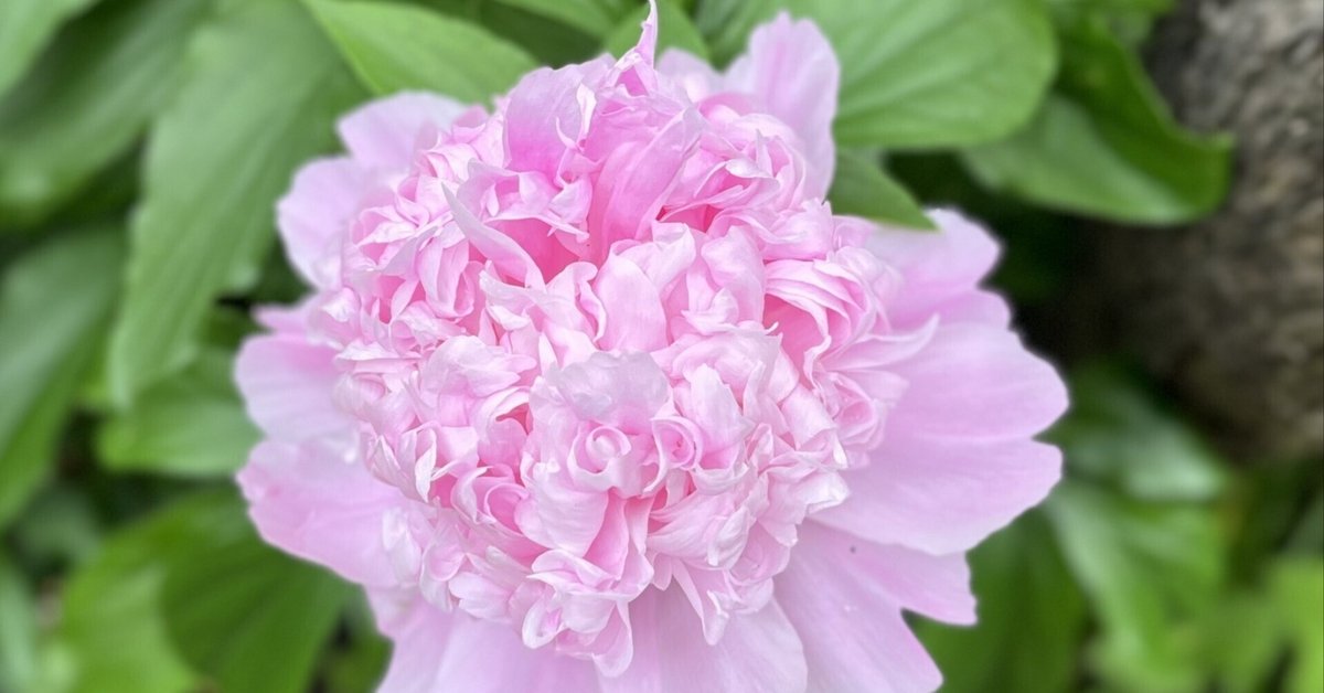 芍薬デビューしてみませんか？｜並木順子