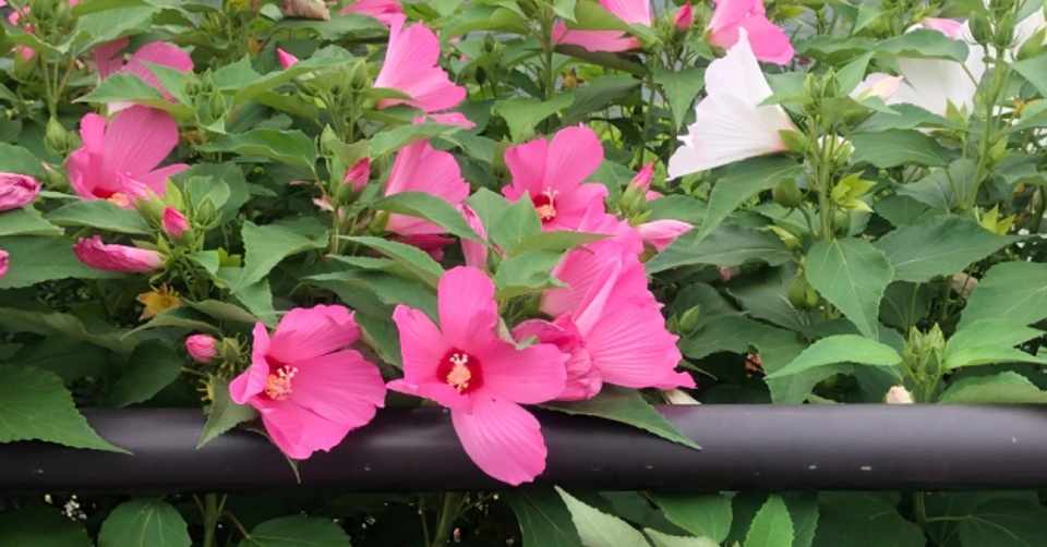 エッセイ 彩り草花綴り 夏編 緑川葉月 Note
