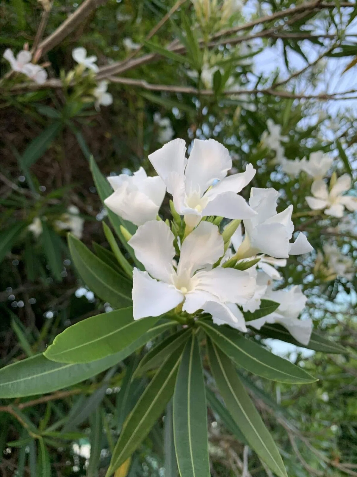 原爆が落とされてから、いち早く咲いた花。｜えんぴつ