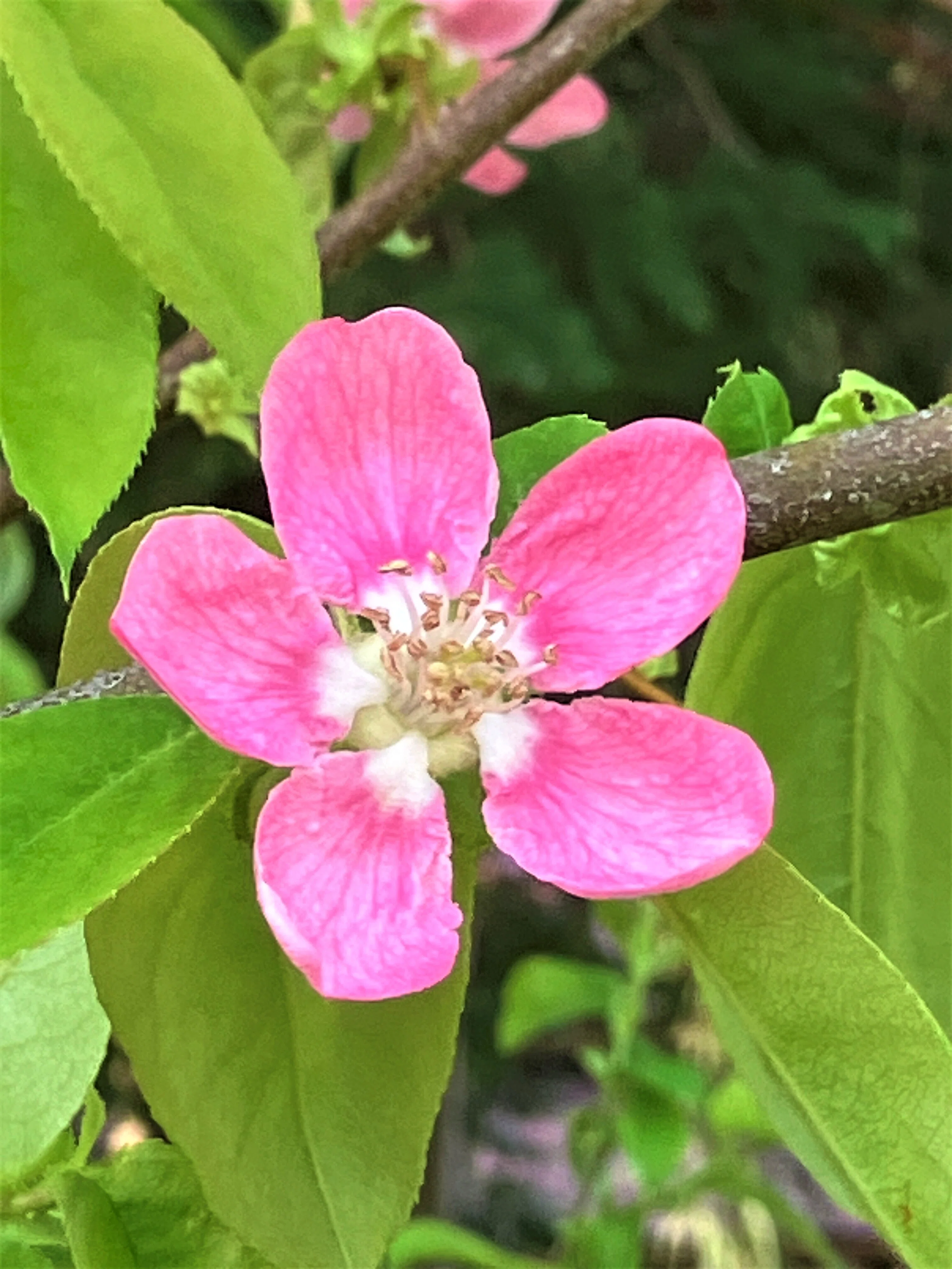 カリン（花梨）の花が咲きました！ピンク色の可愛 い花弁は5枚です