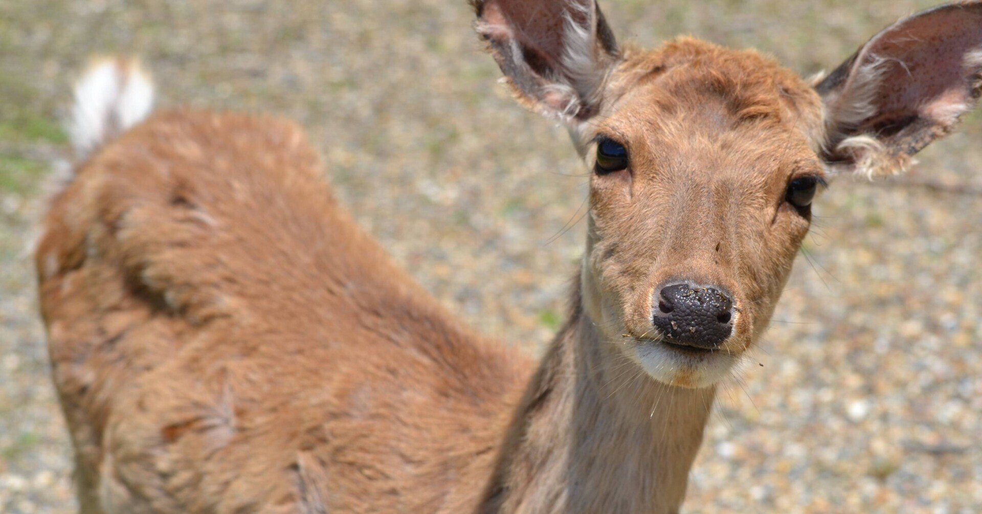奈良公園(鹿苑)・春日大社→生駒山上遊園①|uronn 奈良公園(鹿苑)・春日大社→生駒山上遊園①|uronn